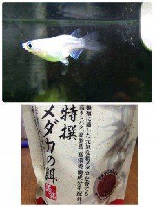 nori7