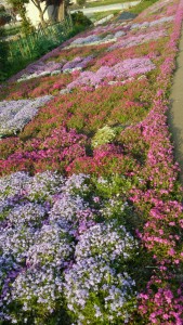 芝桜